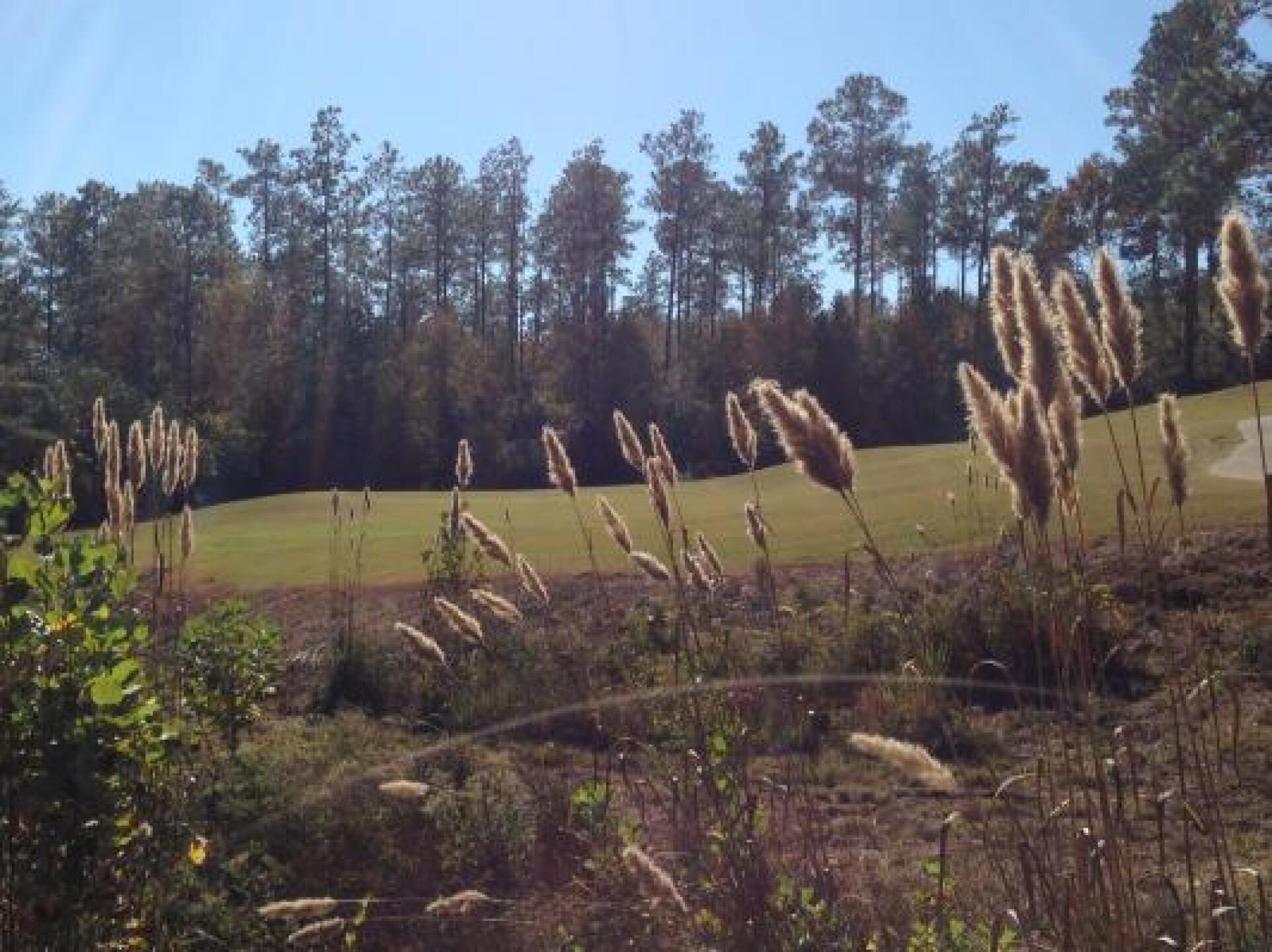 (Photo submitted by dzepp on 11/15/2014)