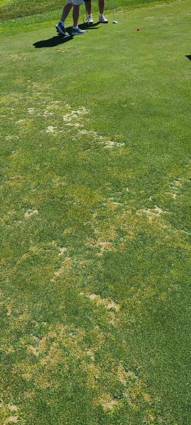 greens (Photo submitted by Xmup4hFgrEZ13tgYDAZ5 on 08/31/2025)