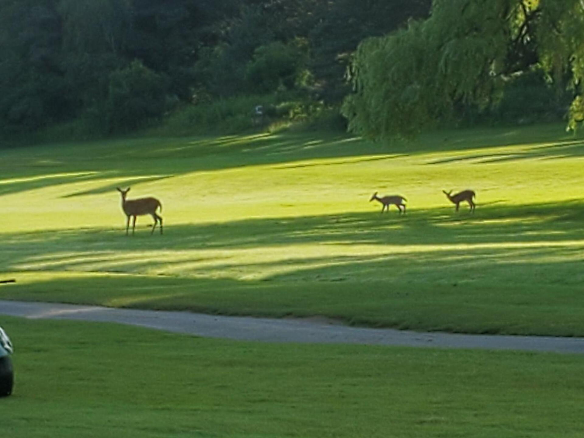 Early morning company! (Photo submitted by u000007461181 on 07/16/2019)