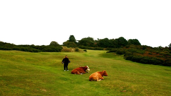 Pennard Golf Club in Wales - cows