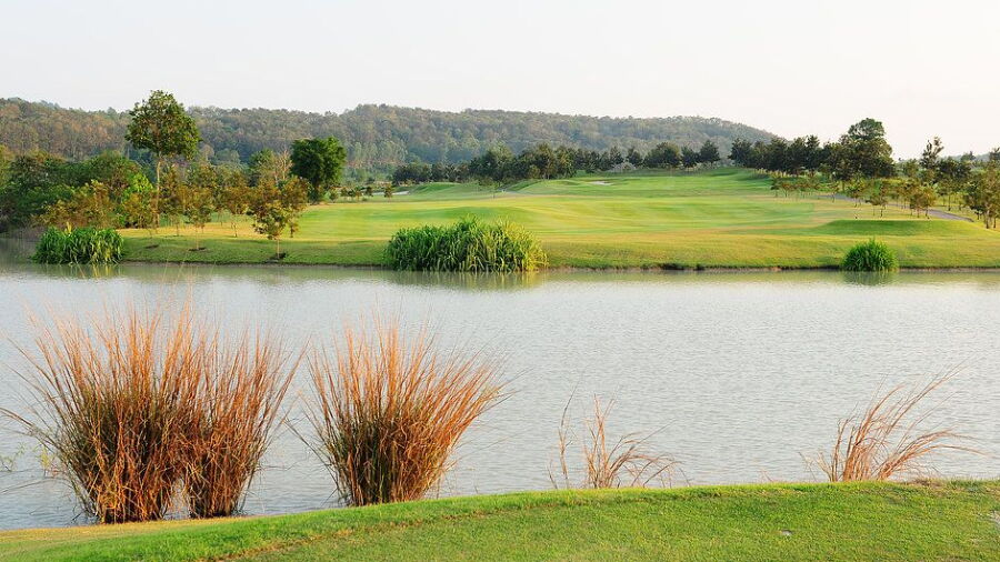 Silky Oak CC: #11