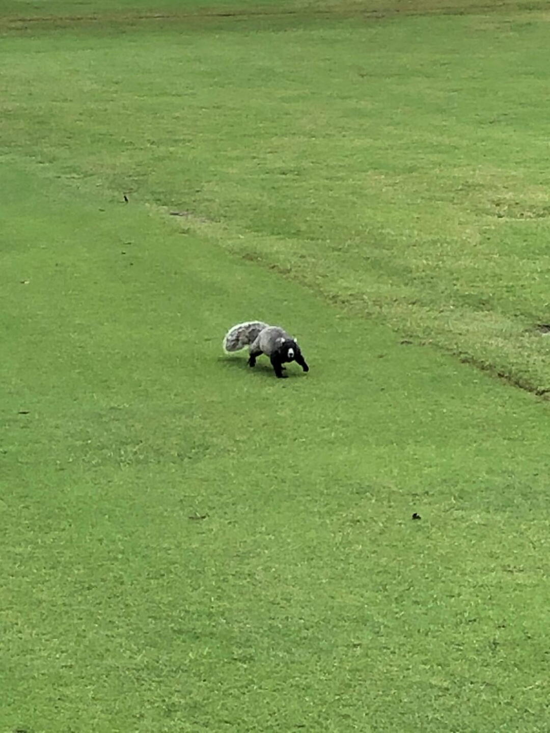 Black fox squirrel. (Photo submitted by 4nsicguy on 10/16/2019)
