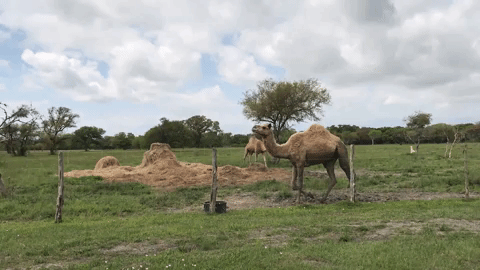 camel.gif