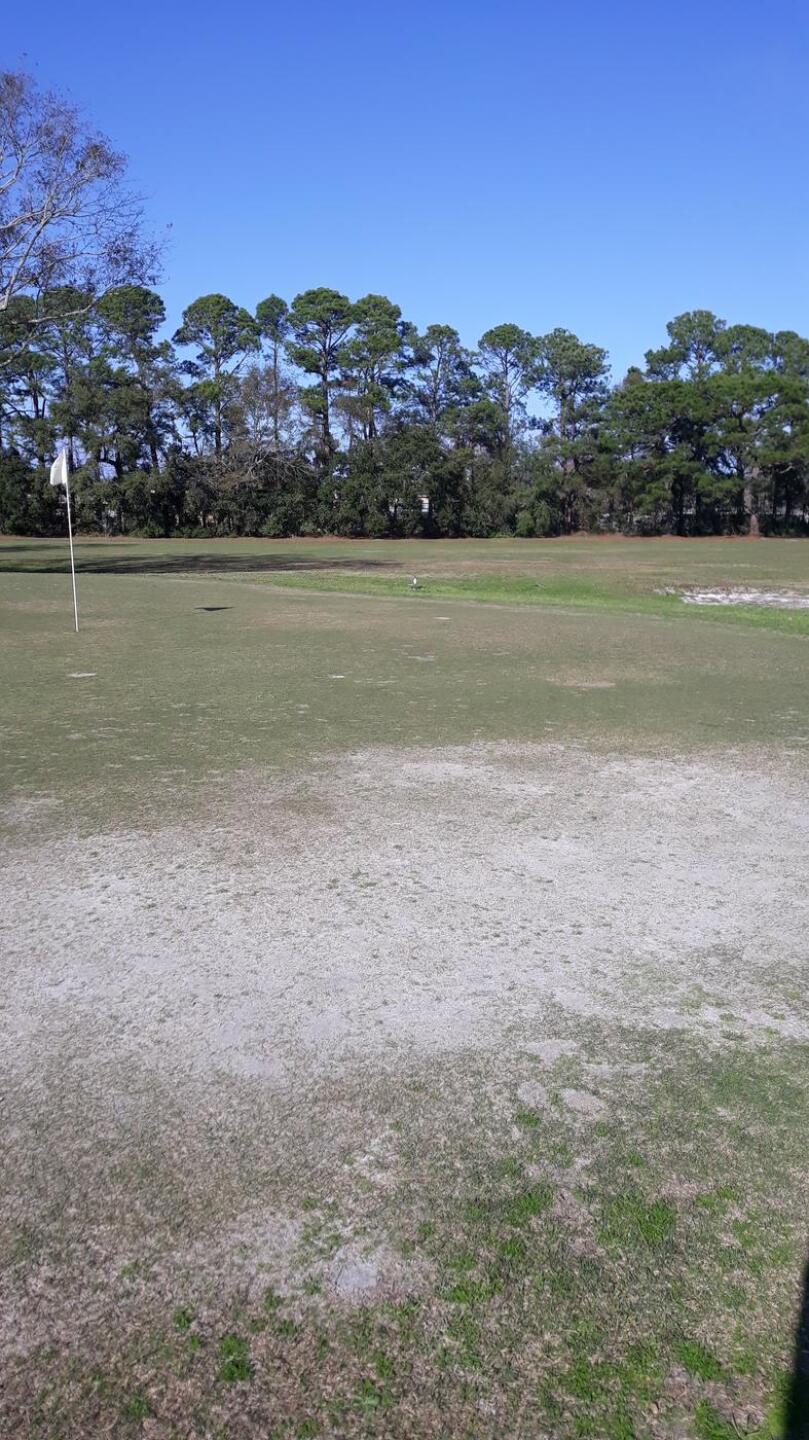 Example of pitiful greens. (Photo submitted by GolfingGemini on 12/29/2021)
