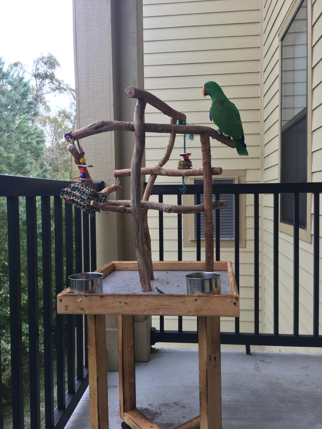 THE ONLY WAY I CAN GET A BIRDIE (Photo submitted by dagandrol on 06/20/2017)