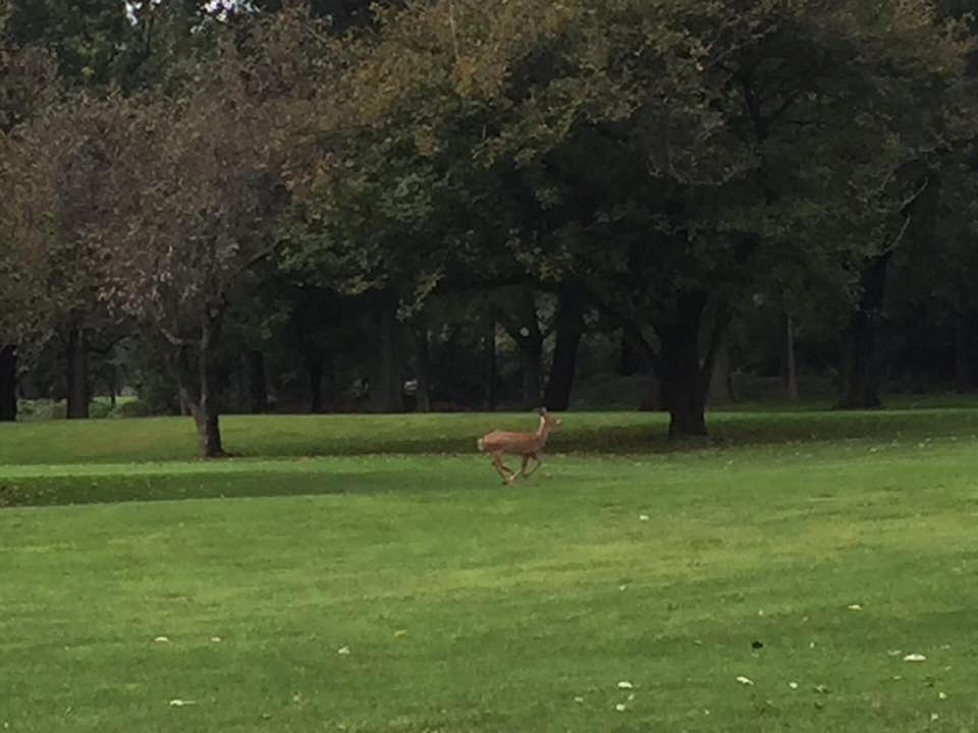 Maple lane deer. (Photo submitted by u764134907 on 10/02/2018)
