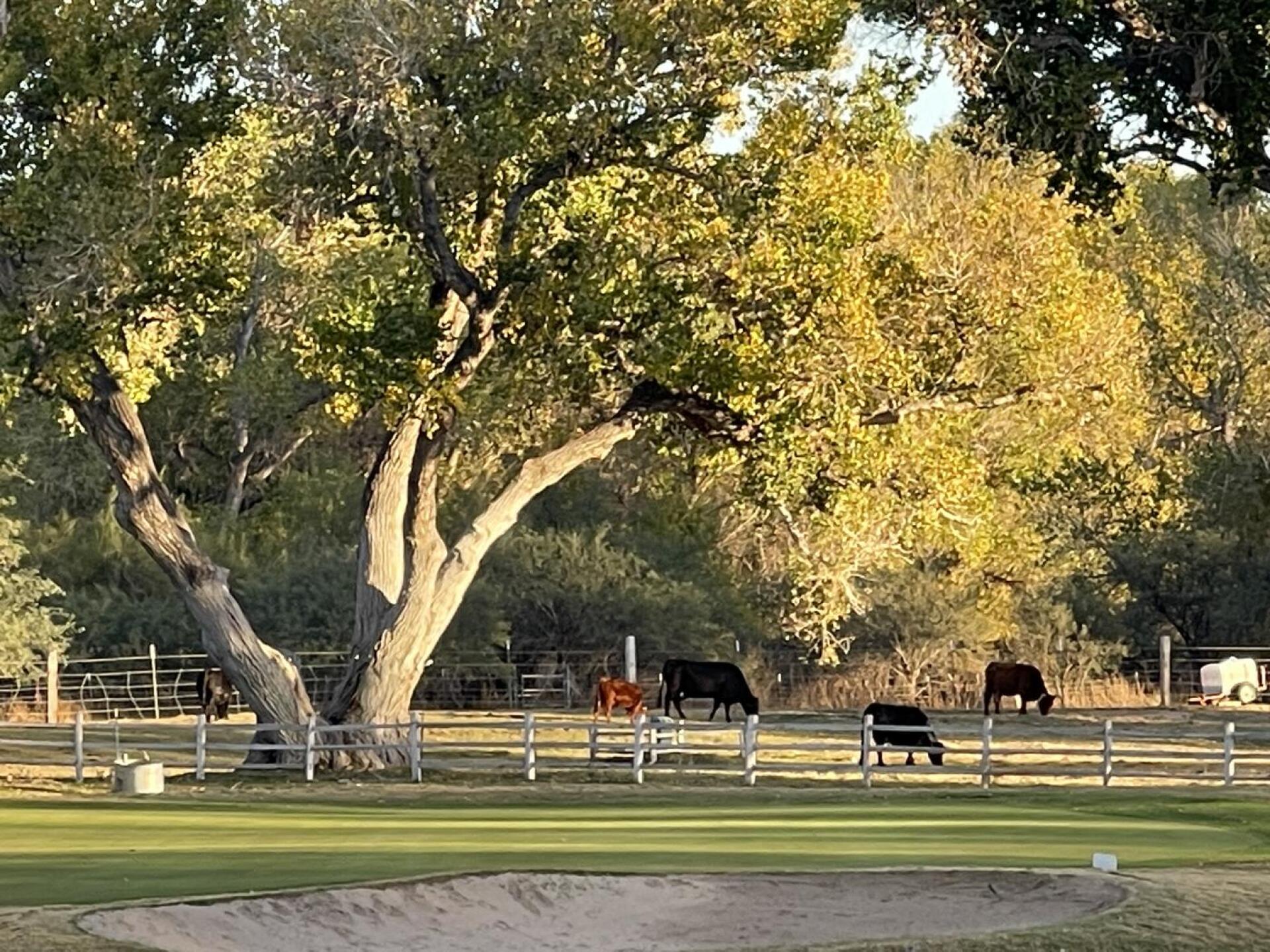 (Photo submitted by Charles2402525 on 11/13/2022)