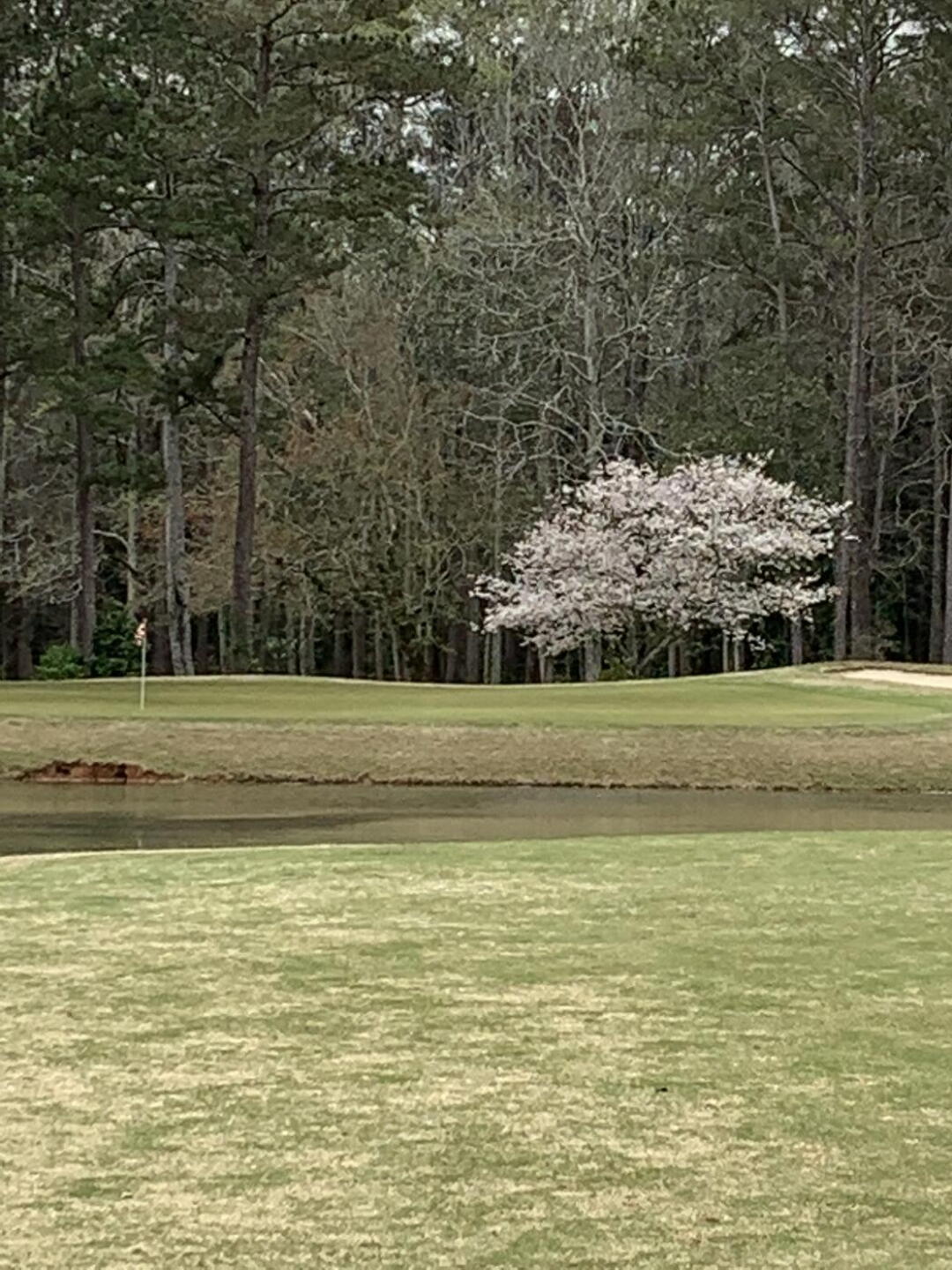 The 18th green over the lake (Photo submitted by David3274256 on 04/01/2021)