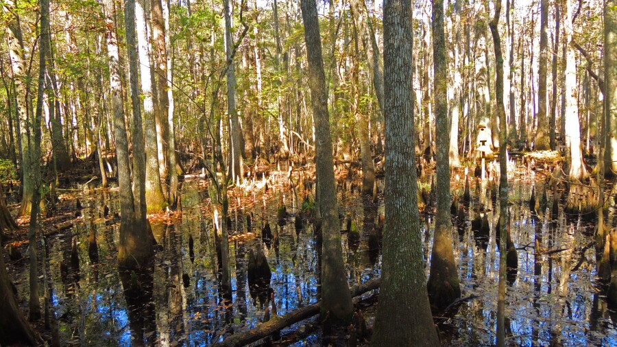 The Witch G.C. - swamp