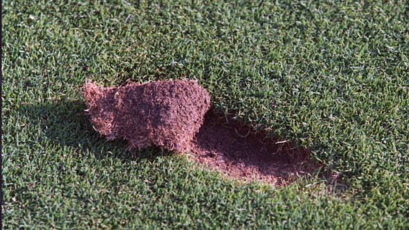 Divot