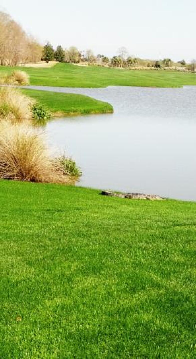 'Friendly' Gator near the tee box on back nine didn't flinch, although I did! (Photo submitted by u000007007841 on 03/27/2013)
