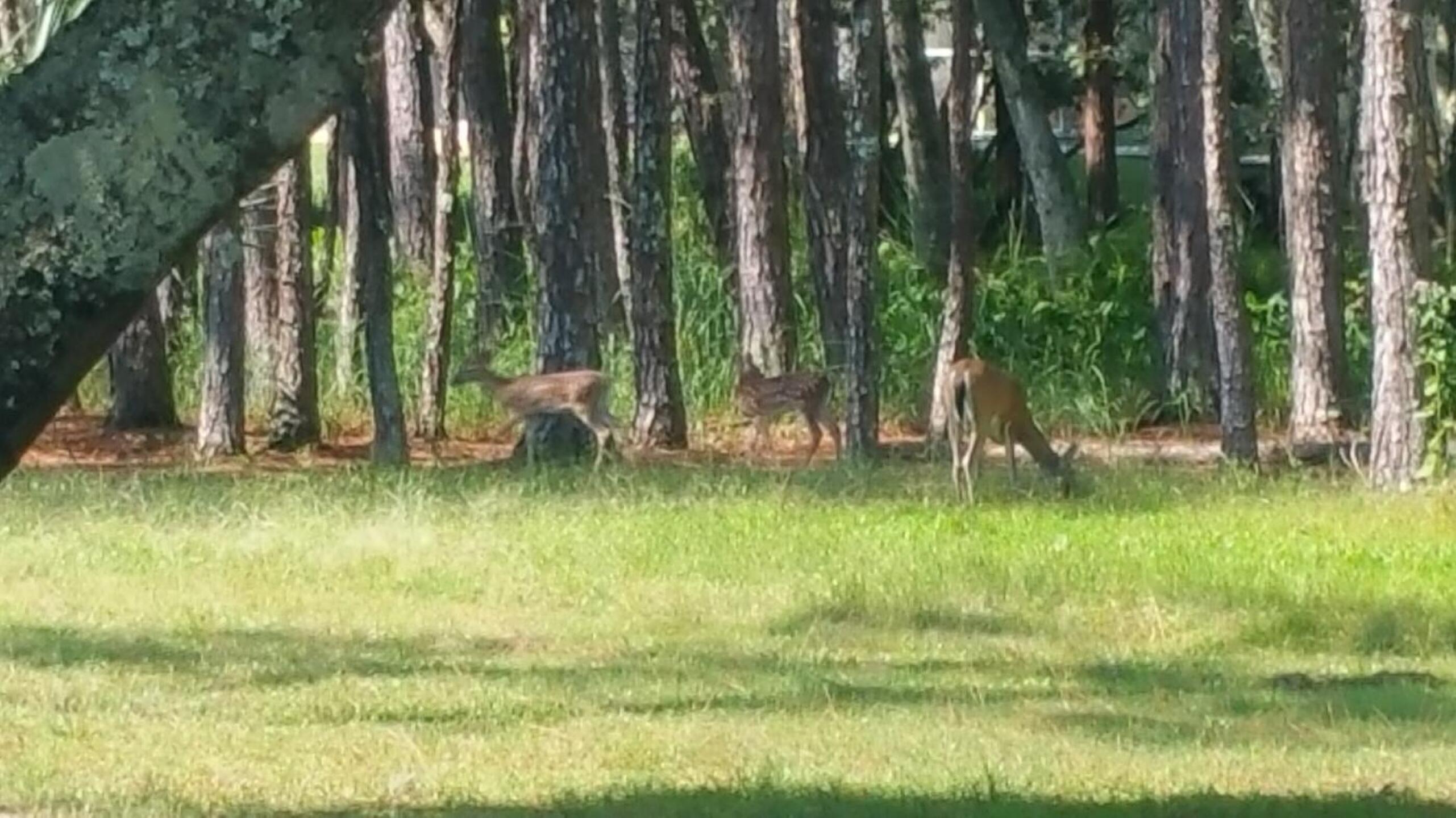 Deer in the wild. Just one group we saw during our round. (Photo submitted by MadBeach on 08/24/2015)