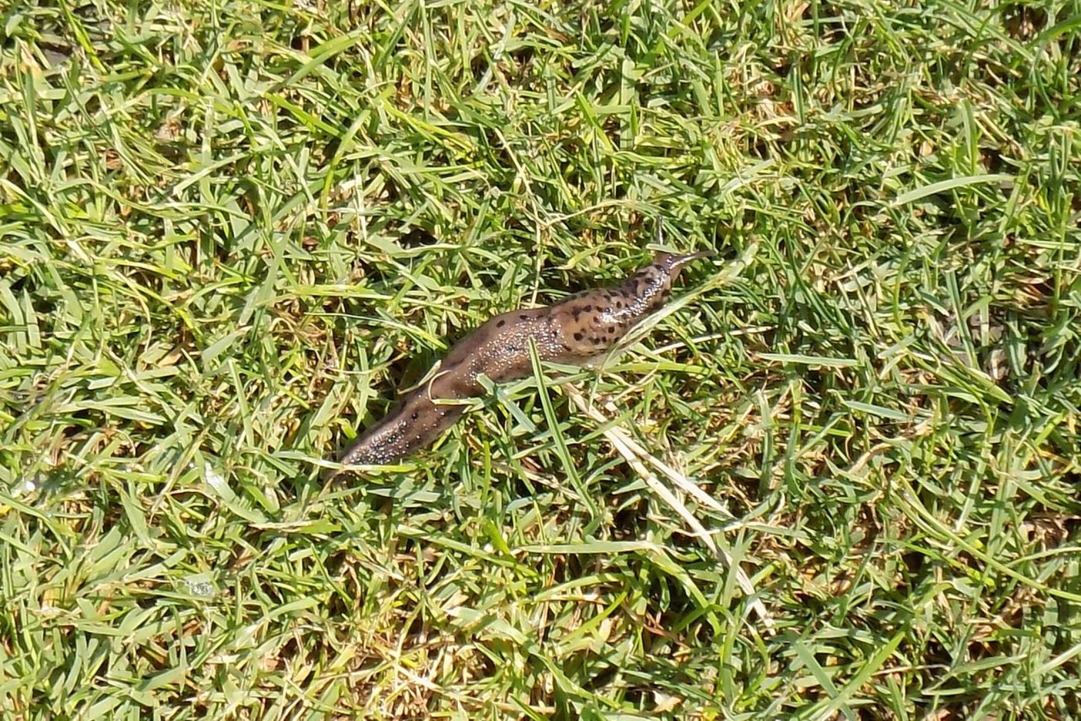 Leopard Slug (Photo submitted by cubsfan0513 on 07/10/2016)