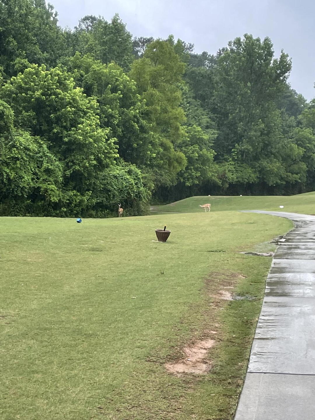 Love the wildlife that visits (Photo submitted by u994746228 on 06/15/2023)