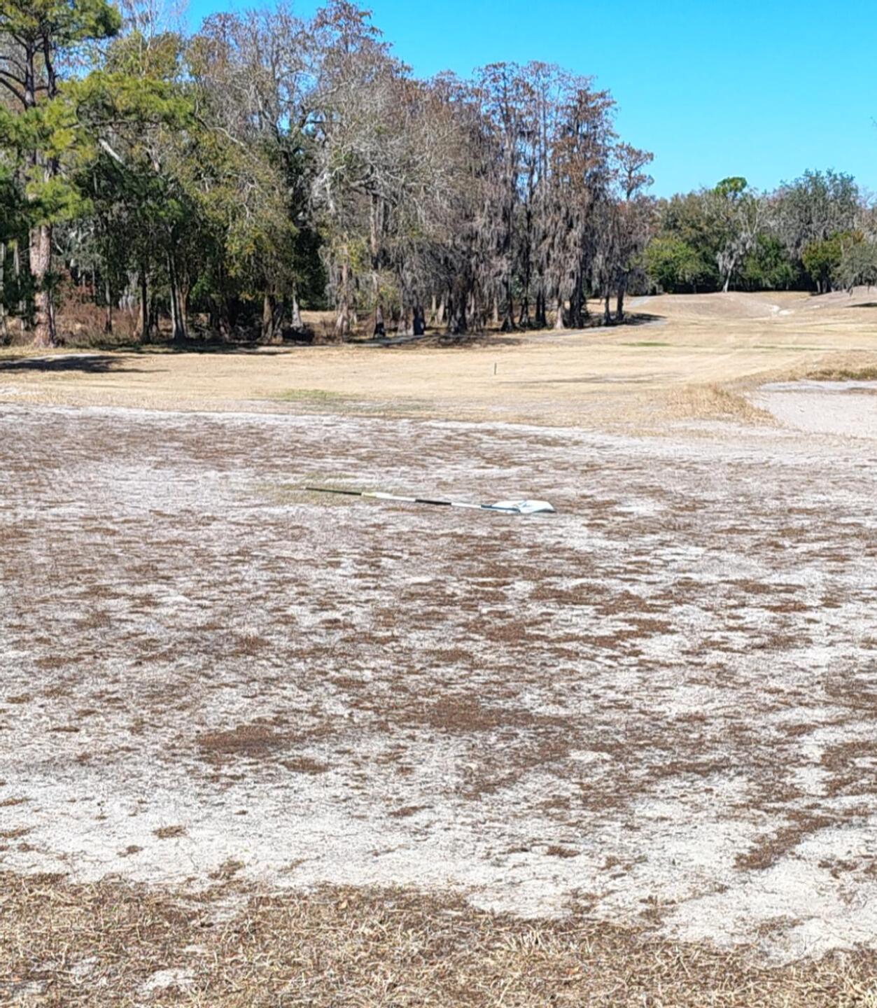 All the greens look like this (Photo submitted by TheClooty on 02/10/2026)