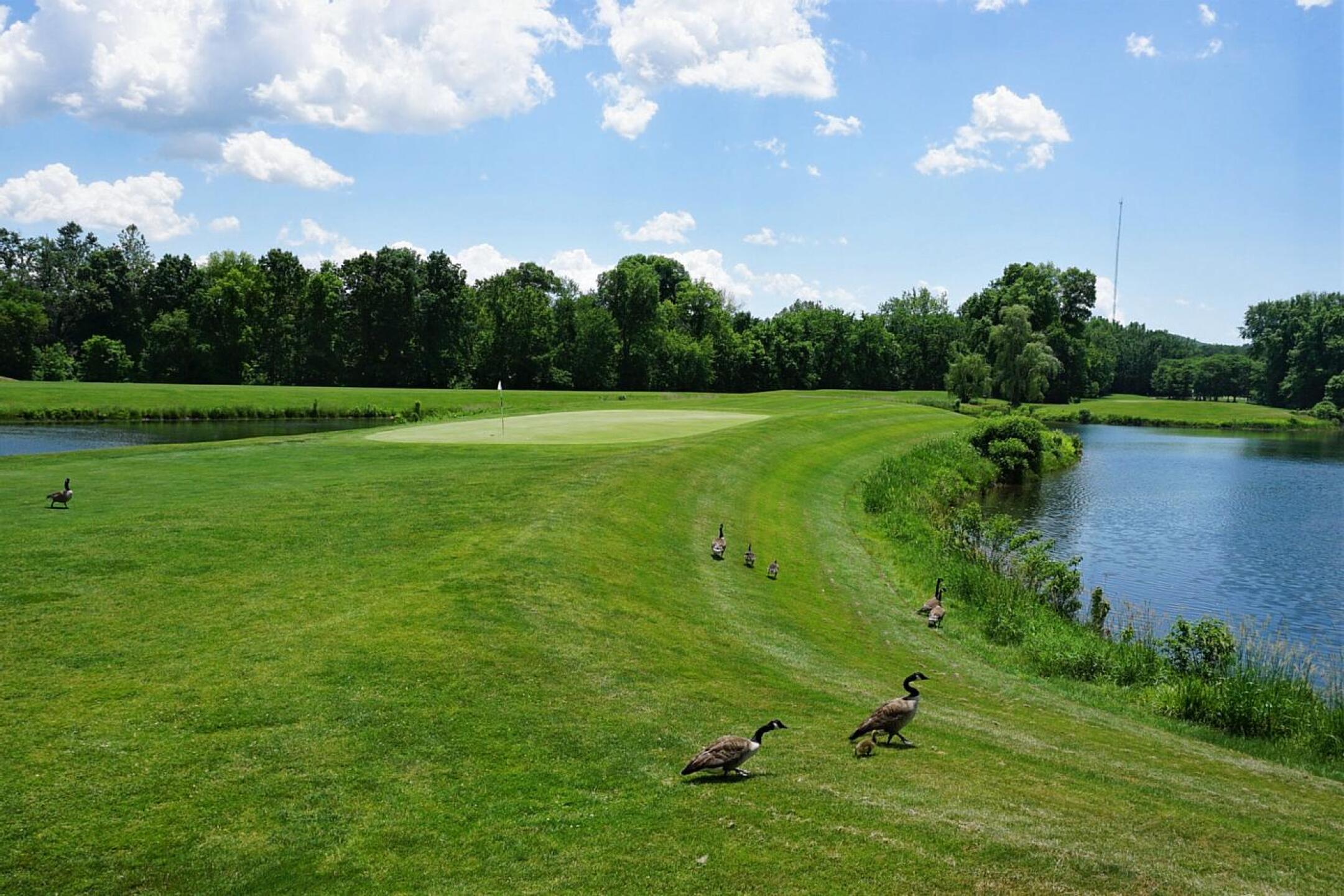 My path to green twelve was crossed today by two families of Canada geese. (Photo submitted by AptlyLinked on 06/05/2022)