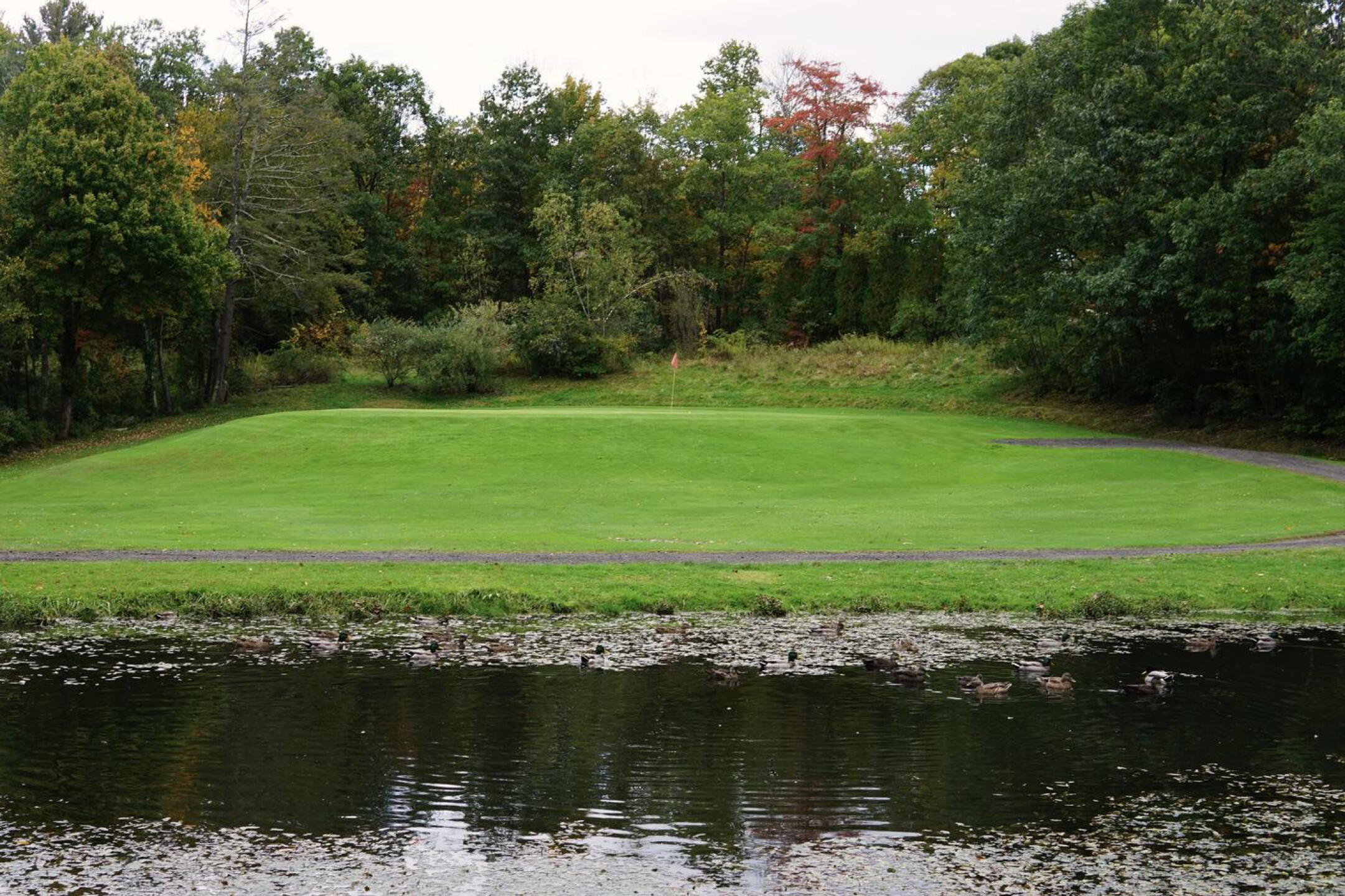 The green complex at eight, a short par-3, sits behind this duck pond. (Photo submitted by AptlyLinked on 10/16/2023)