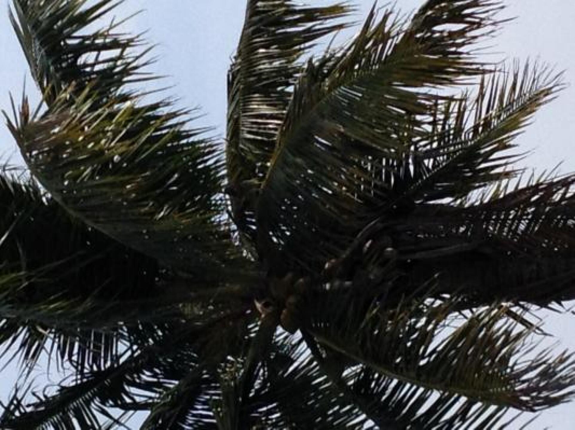 There is a Falcon there.. (Photo submitted by edwardfdez on 05/25/2014)