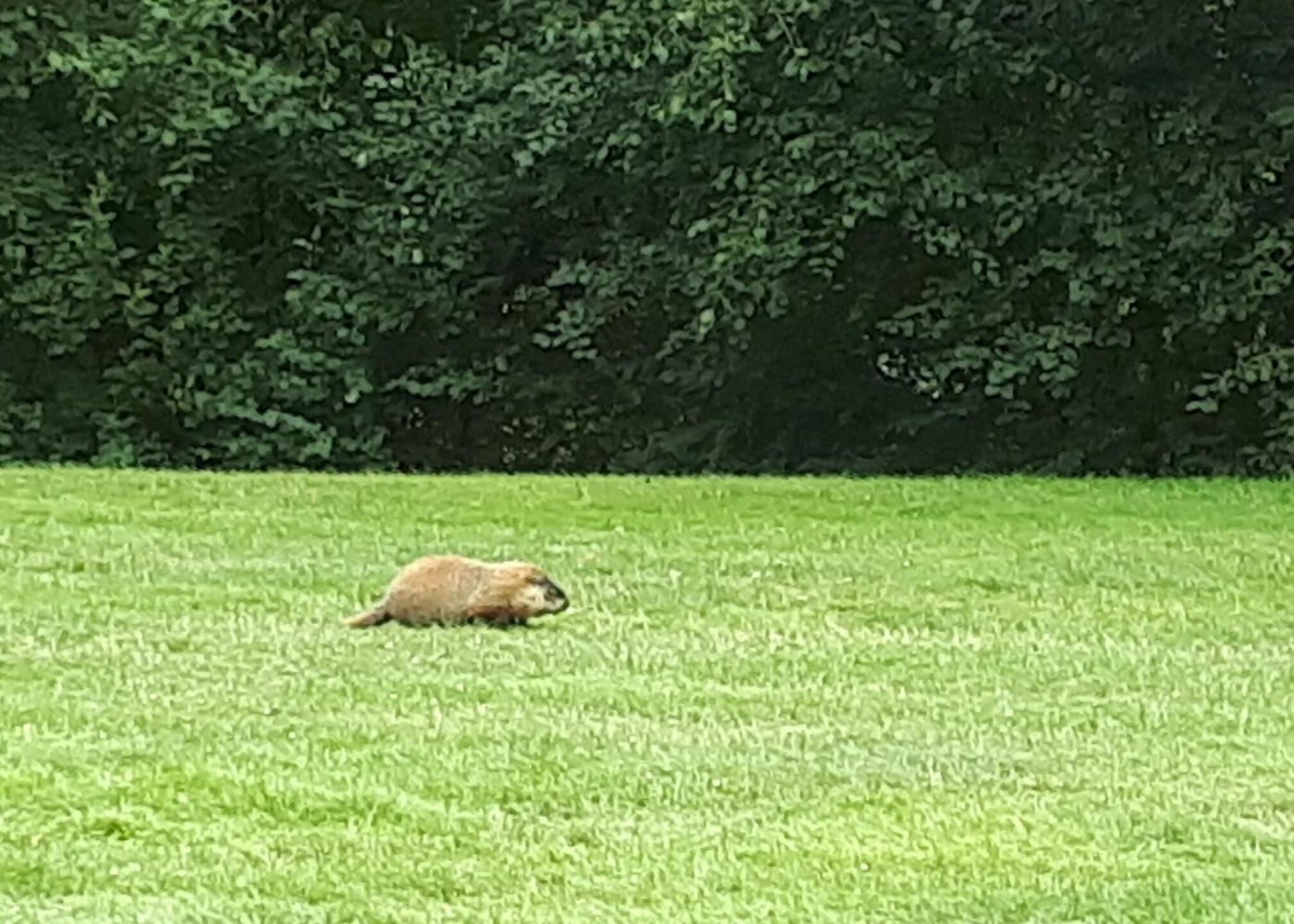 (Photo submitted by mike1iron67 on 08/02/2020)