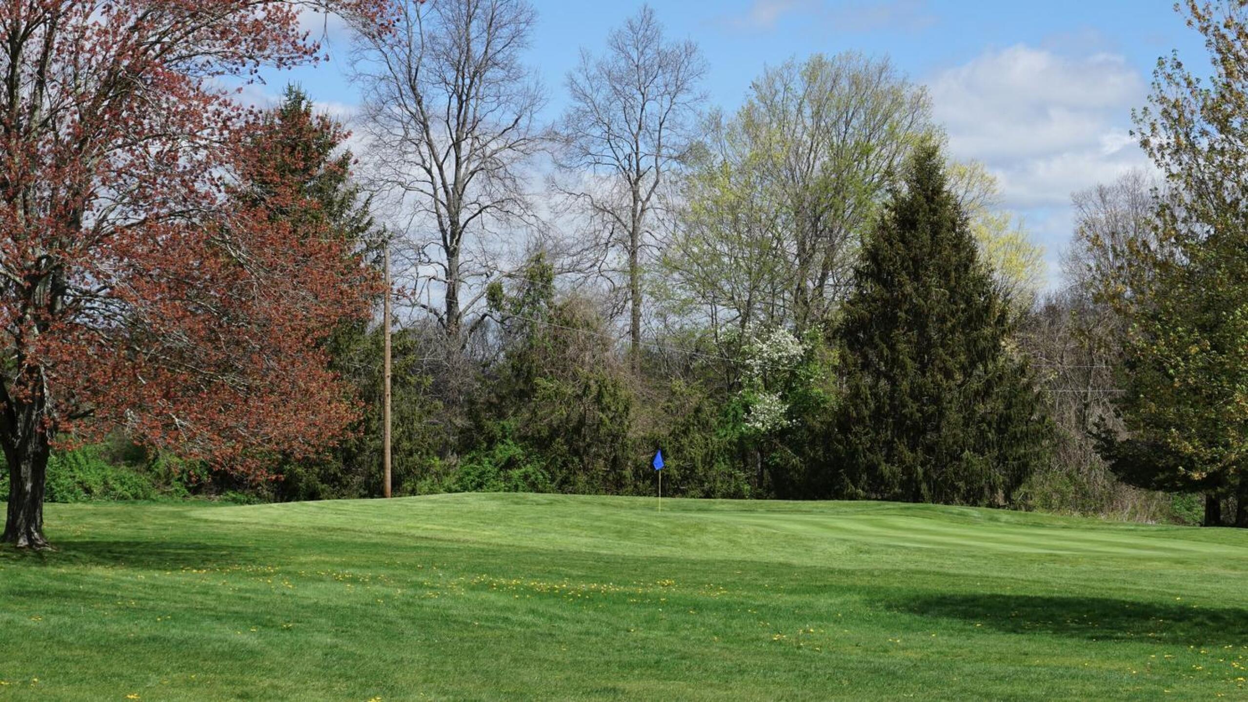 Green three during springtime. (Photo submitted by AptlyLinked on 07/19/2021)