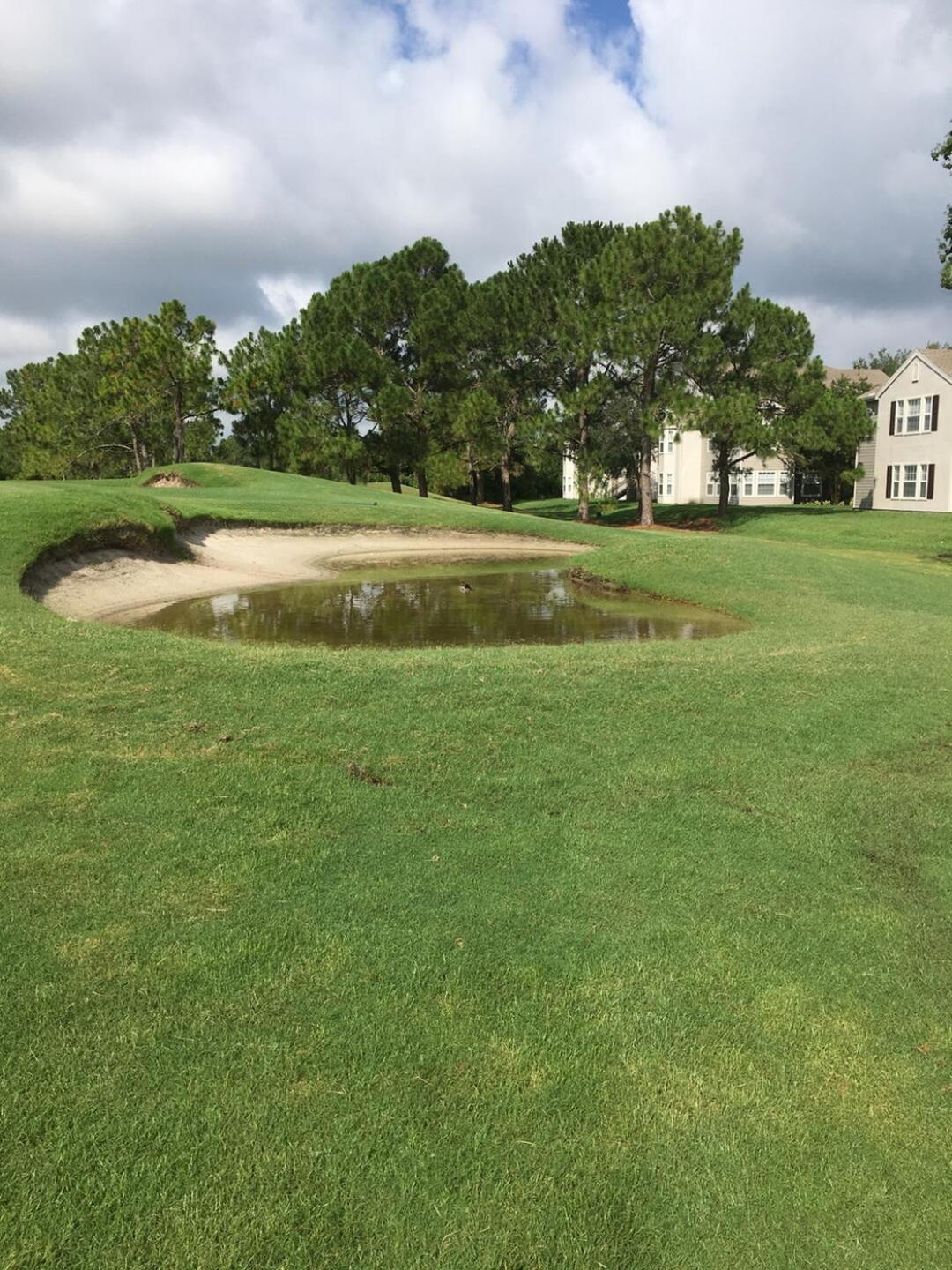 ducks swimming in bunker (Photo submitted by mulelips on 06/15/2016)