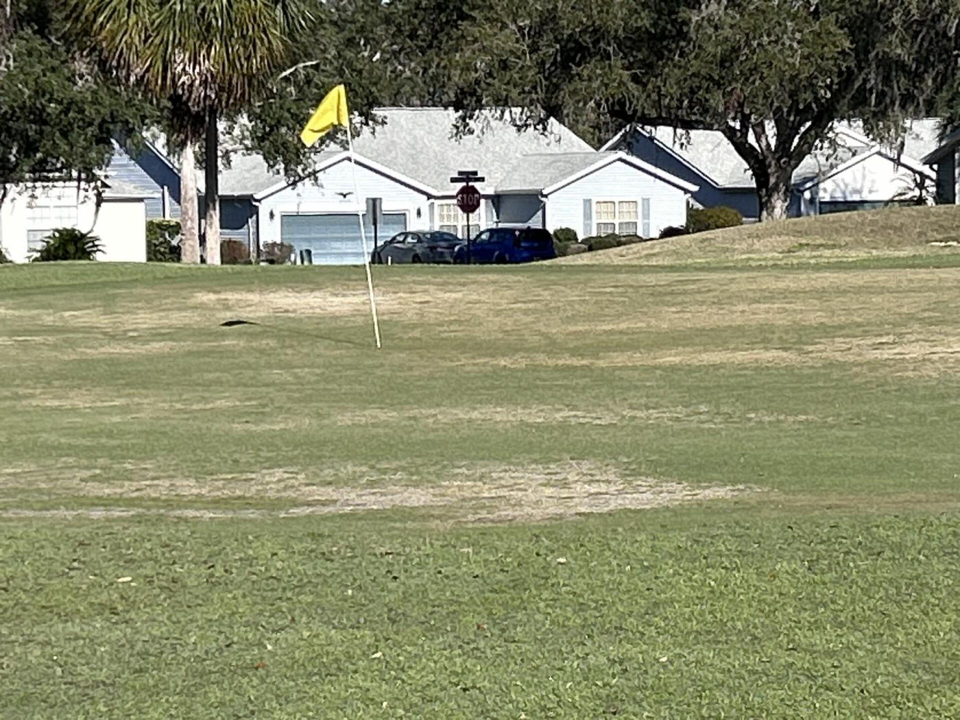 Look at these greens that you’re gonna tell me they’ve been redone (Photo submitted by noles1965 on 03/11/2025)