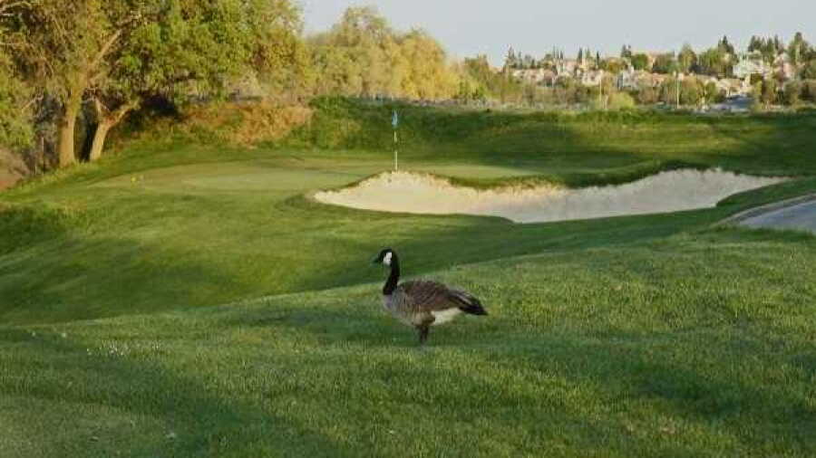Lone Tree GC