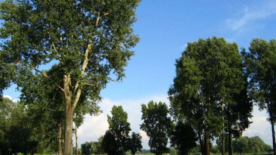 First Warsaw GCC