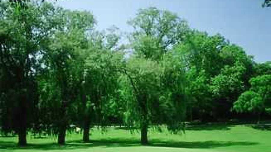 Washington Park GC: #8