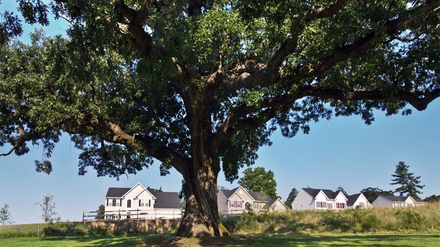 Inniscrone Golf Club - oak tree