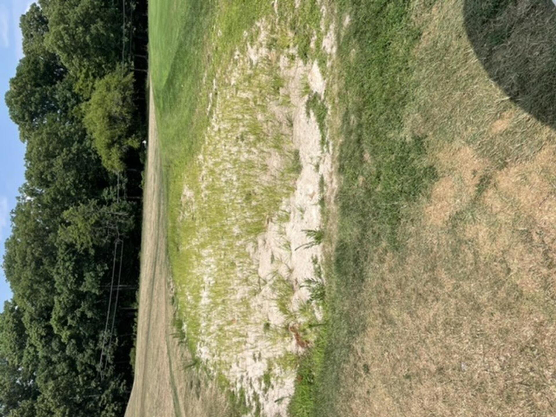 Tons of goose crap n no grass (Photo submitted by bykcop on 07/29/2024)