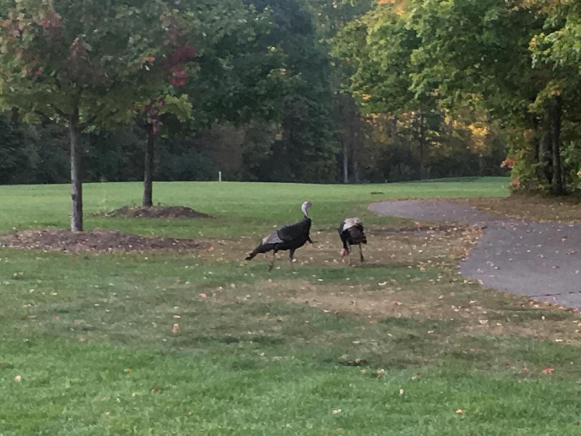 WIld Turkey (Photo submitted by Criley4way on 09/24/2017)