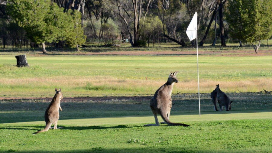 West Wyalong Country GC