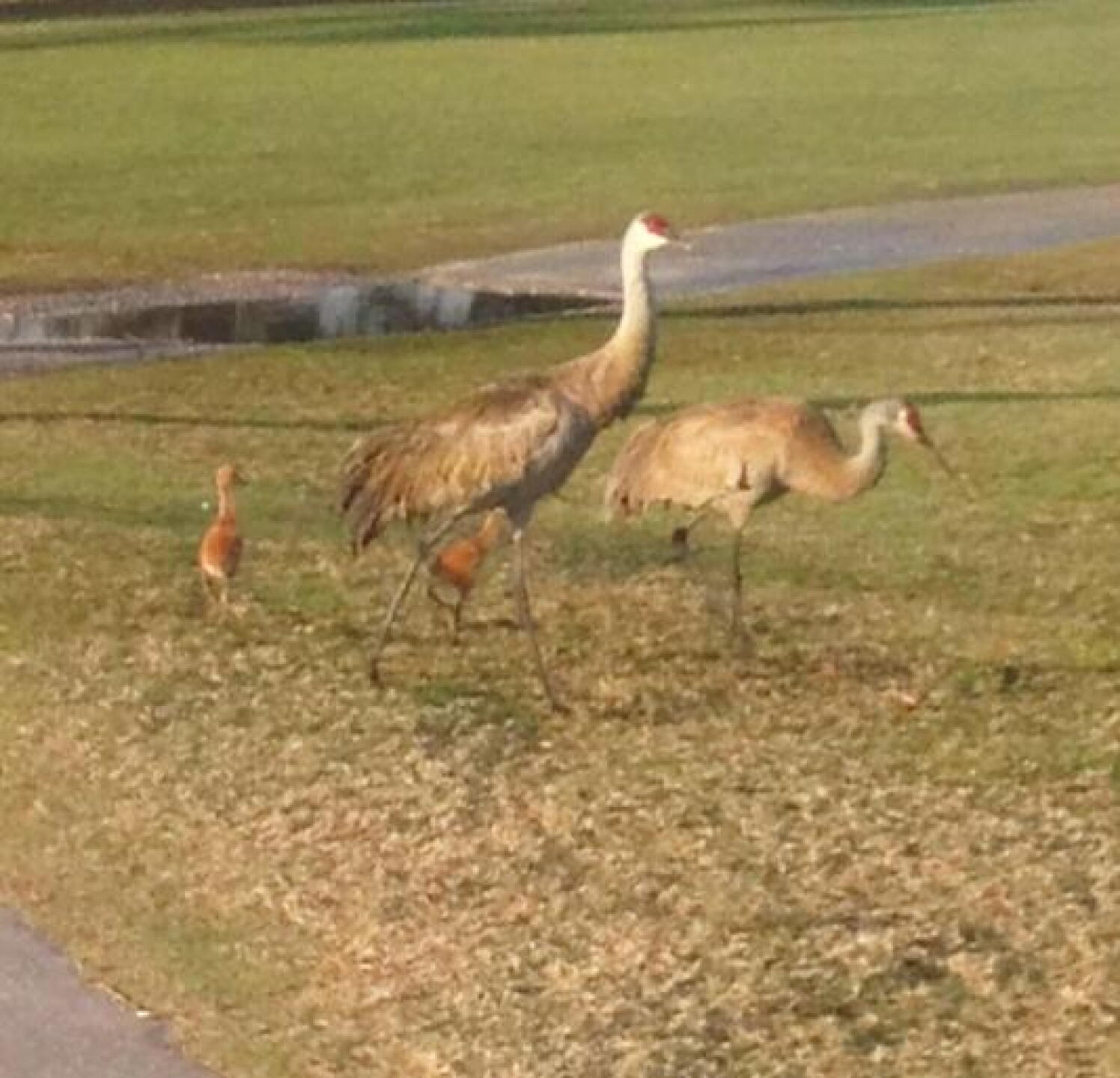 sandhill crane chicks with parents (Photo submitted by fishinmission on 03/17/2013)