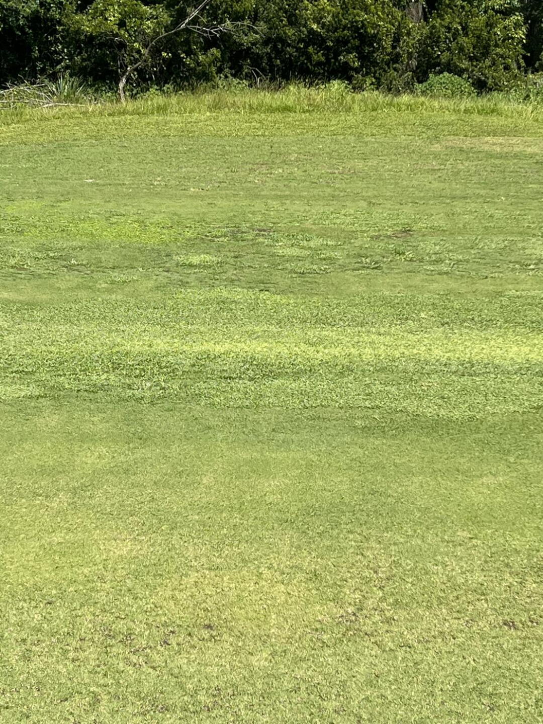 More fairway   Yuck (Photo submitted by u551149055 on 08/11/2024)