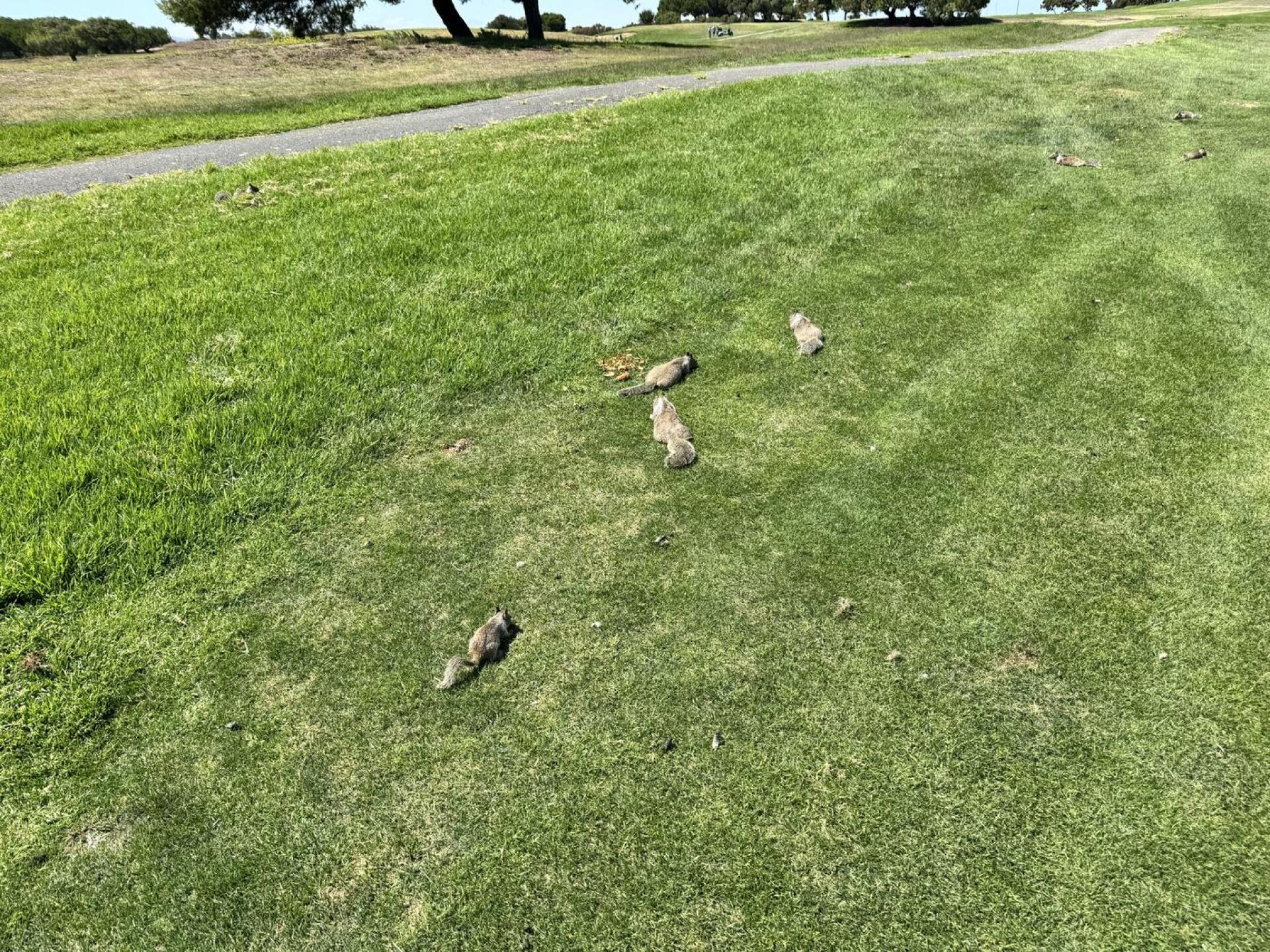Squirrels (Photo submitted by tmwong on 08/17/2026)