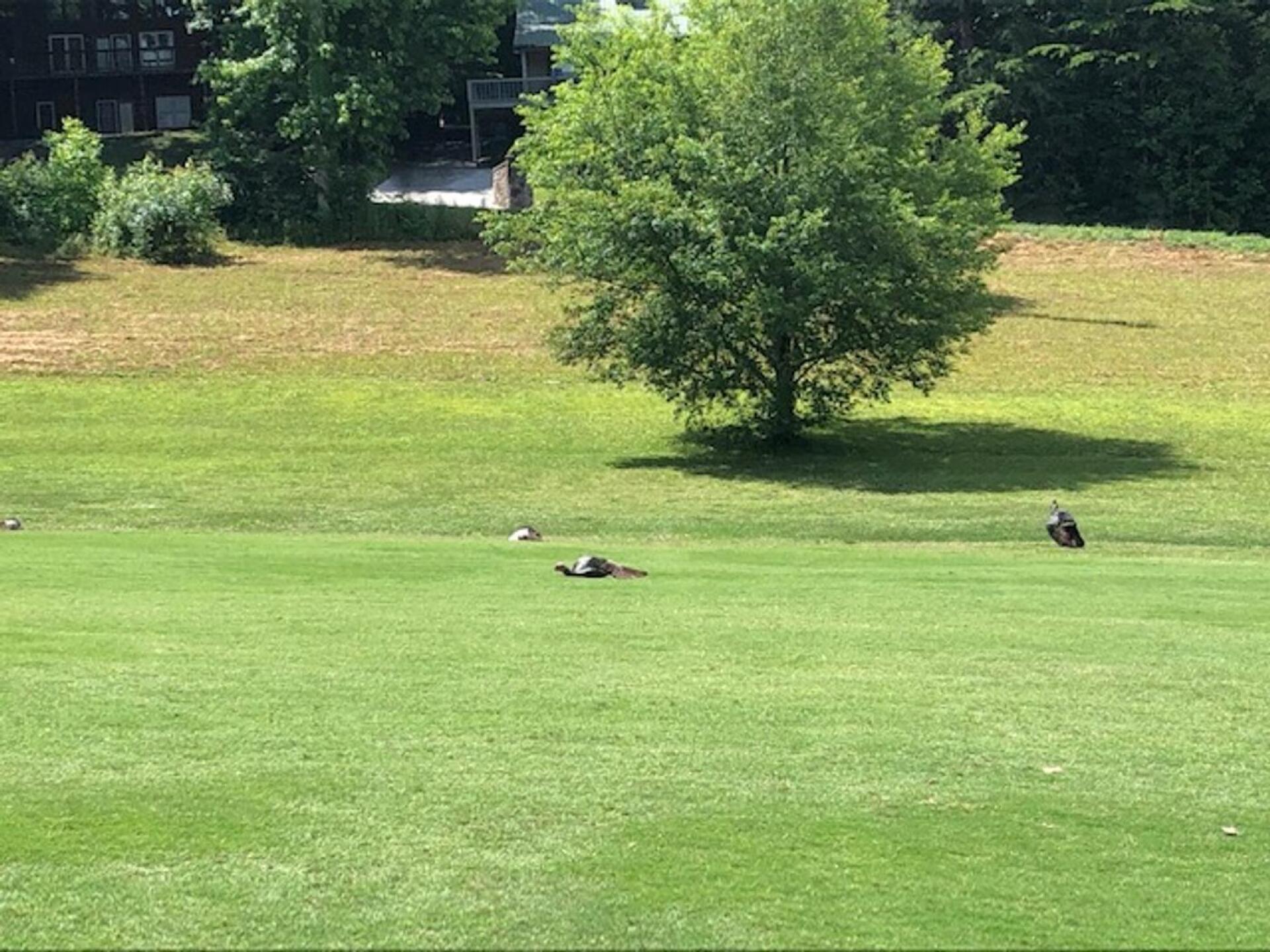 (Photo submitted by gomarkt on 06/28/2021)