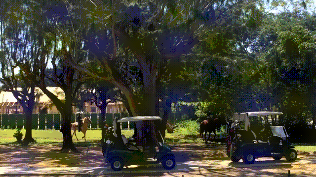 Horse Running