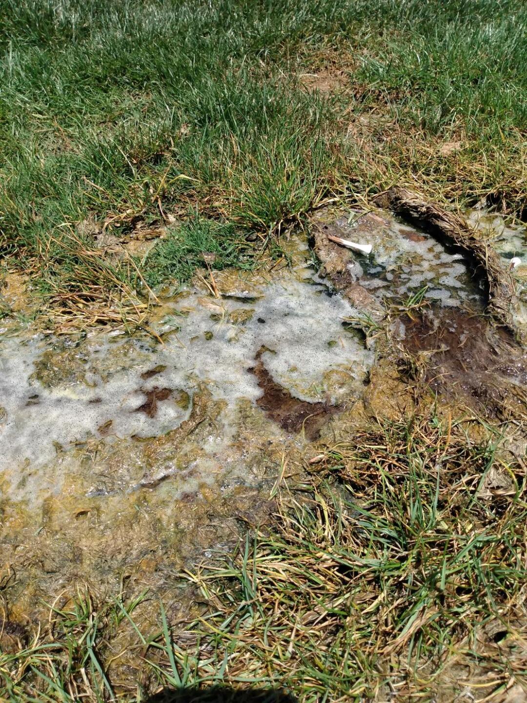 Mosquito breeding (Photo submitted by Fresch on 06/08/2021)