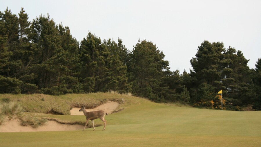 Pacific Dunes golf course in Oregon - deer