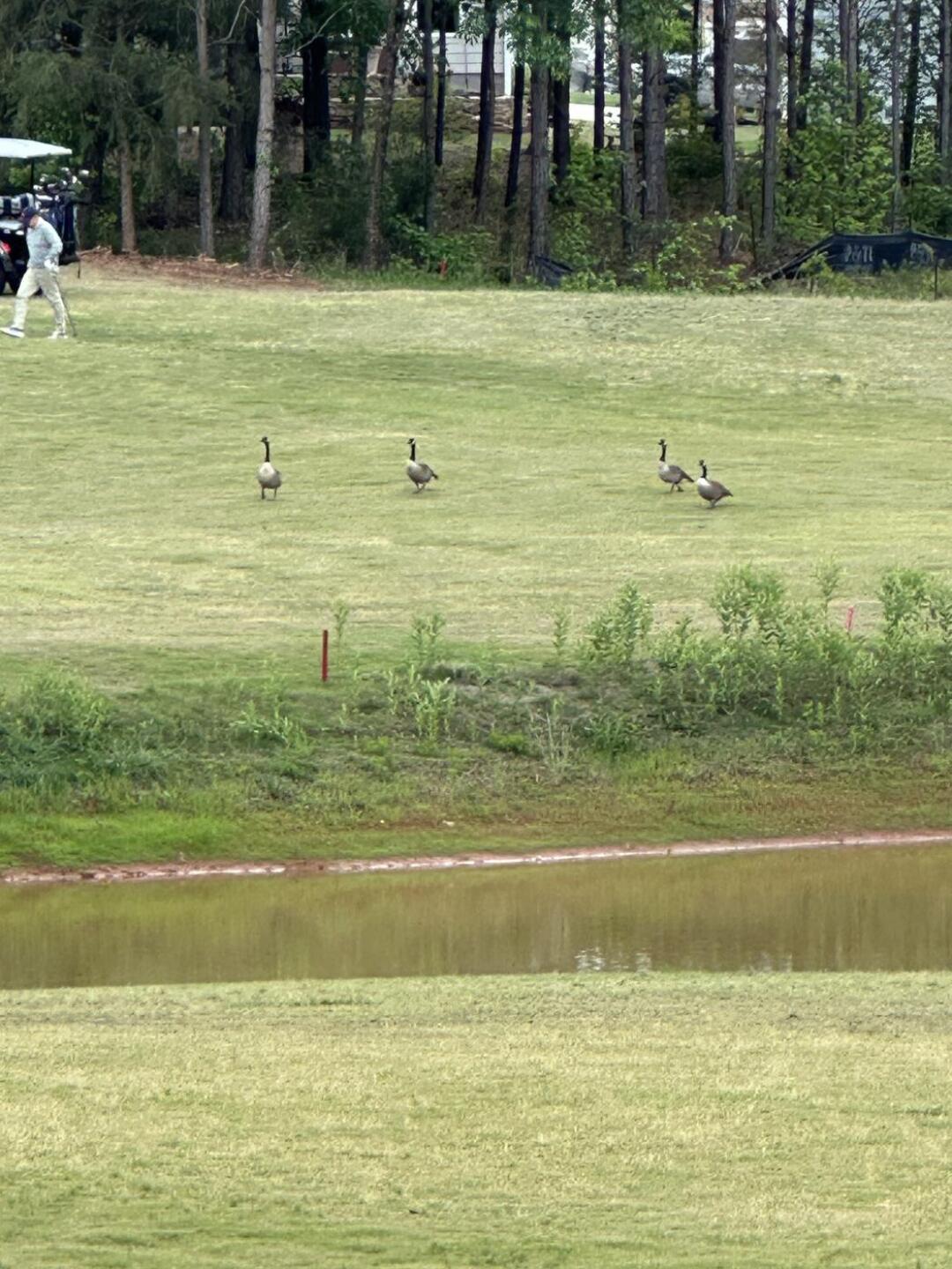 Geese on #17 (Photo submitted by Mitch44 on 05/02/2026)