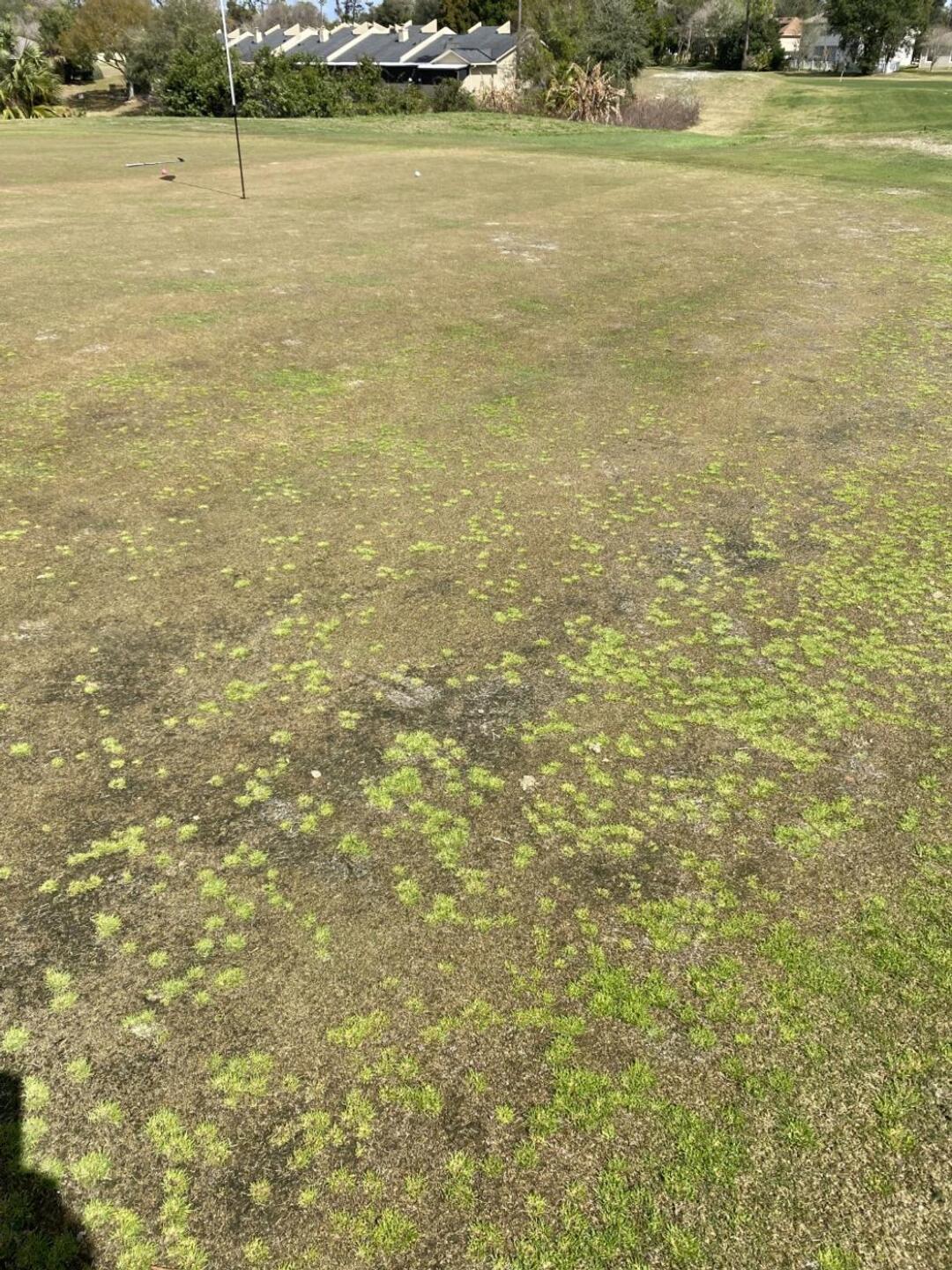 Horrible greens (Photo submitted by elasso on 03/20/2022)