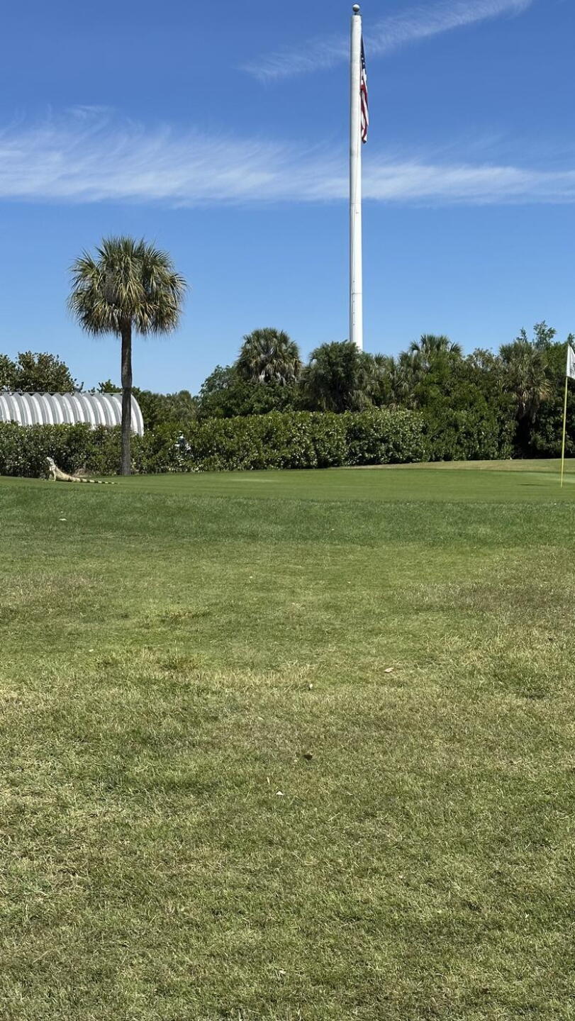 The iguana was taking in some sun and posing for us as we approached the green. (Photo submitted by u314162167563 on 03/31/2026)