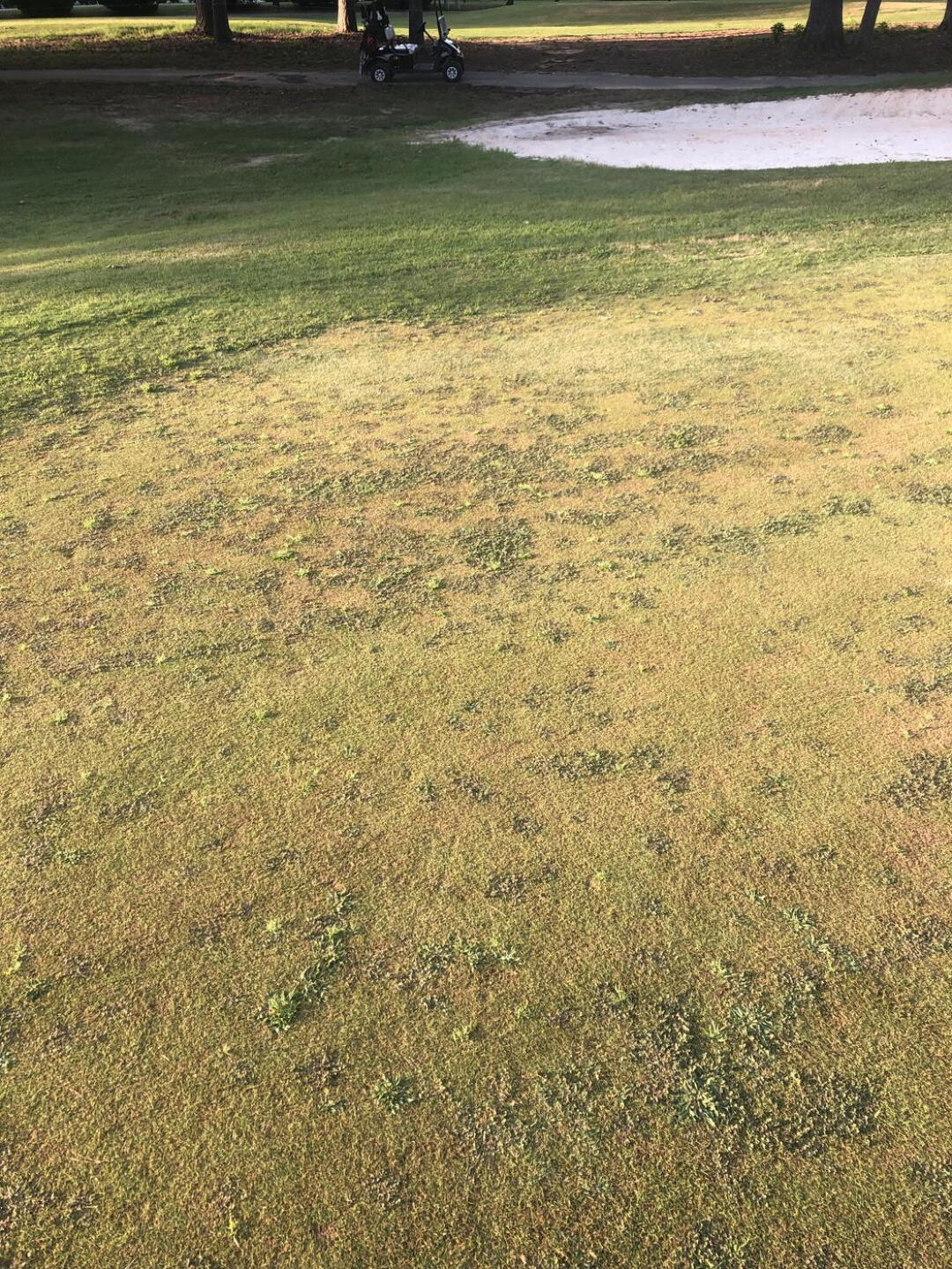 Close up photo of weeds on green (Photo submitted by jlweininger on 08/11/2024)