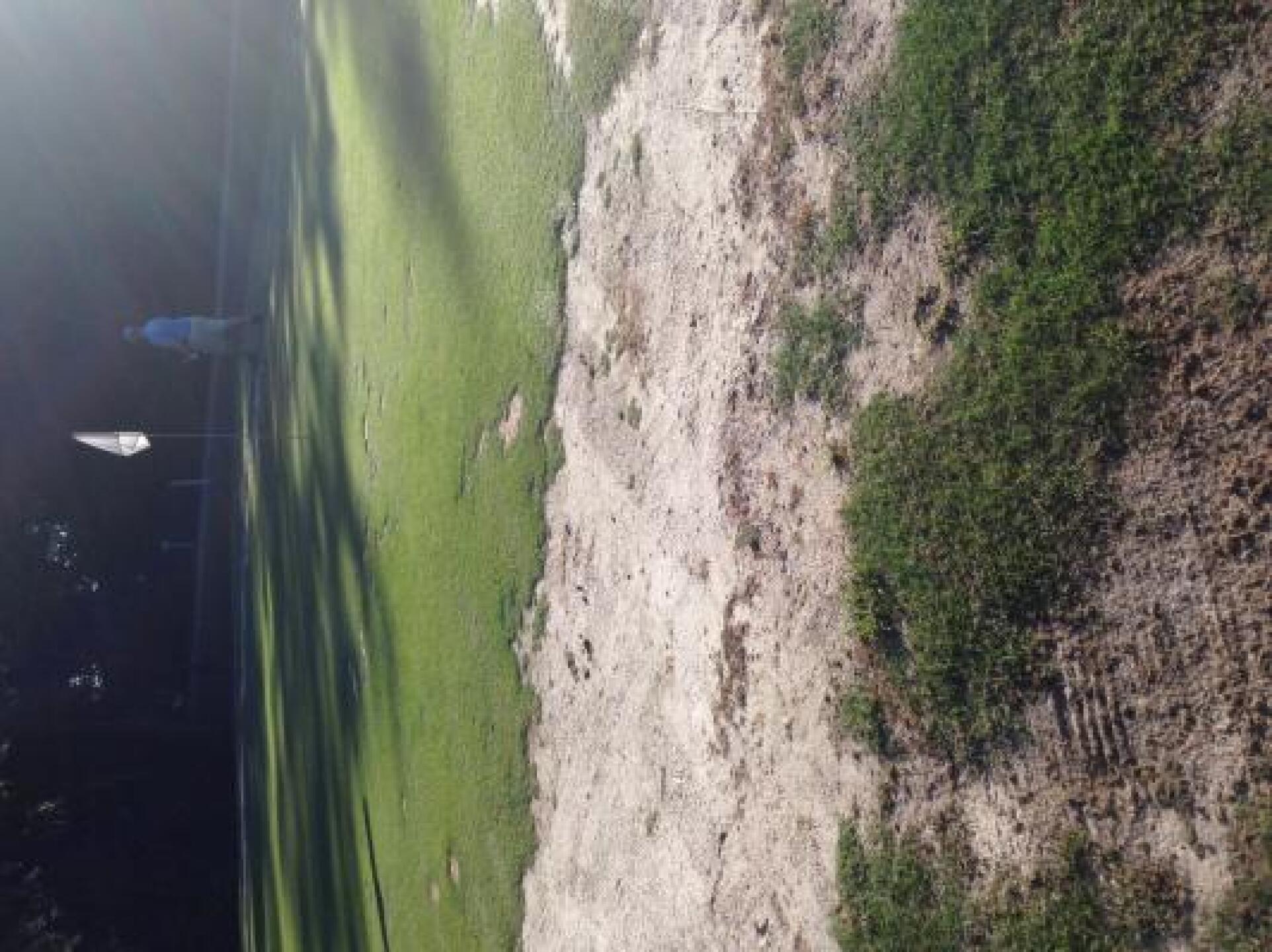 Greens? (Photo submitted by Patches2205 on 06/21/2014)