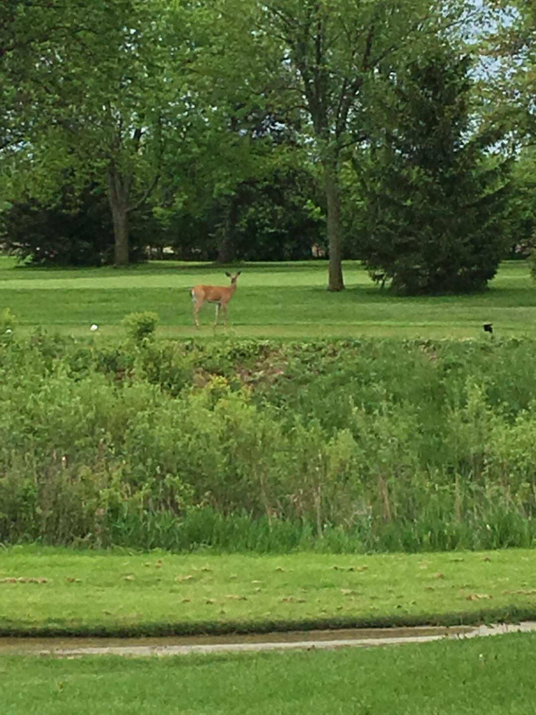 Oh deer... (Photo submitted by u3200703 on 06/02/2019)