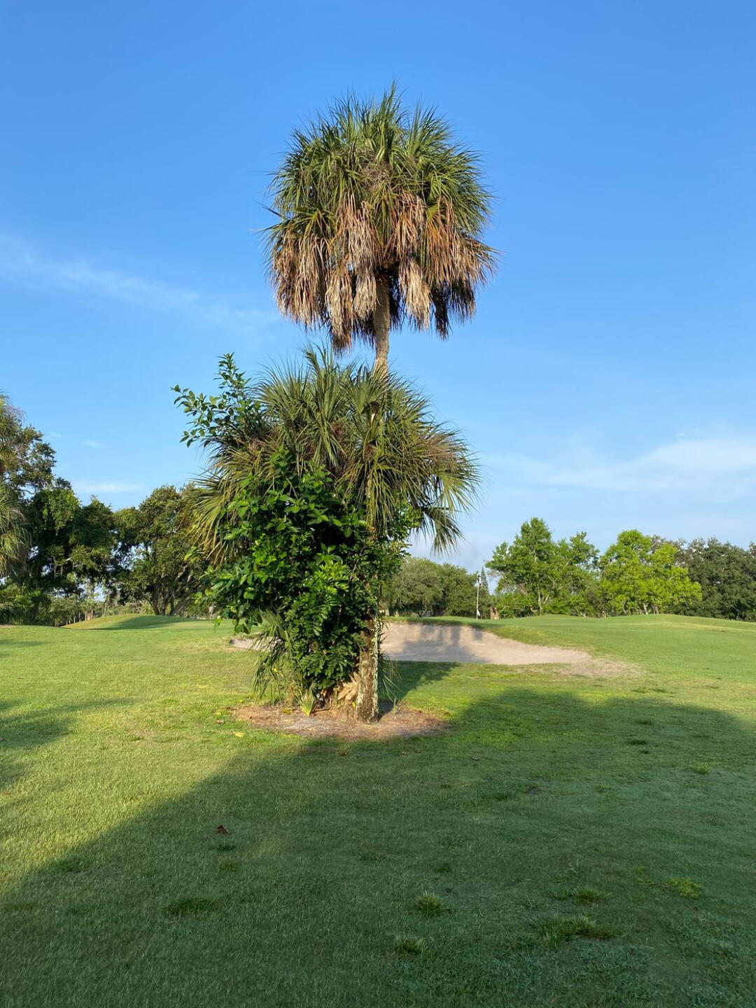 Up and down from behind the tree. (Photo submitted by Randysokolovsky17 on 05/28/2020)
