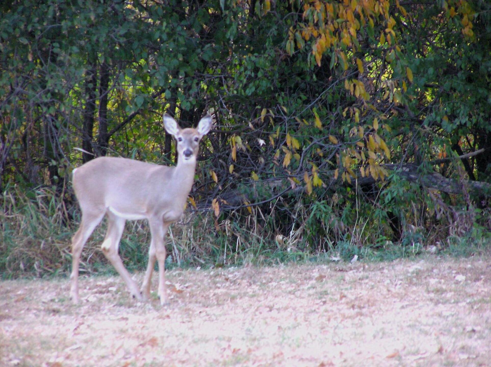 Many deer and other wildlife (Photo submitted by RussAsch on 03/23/2017)