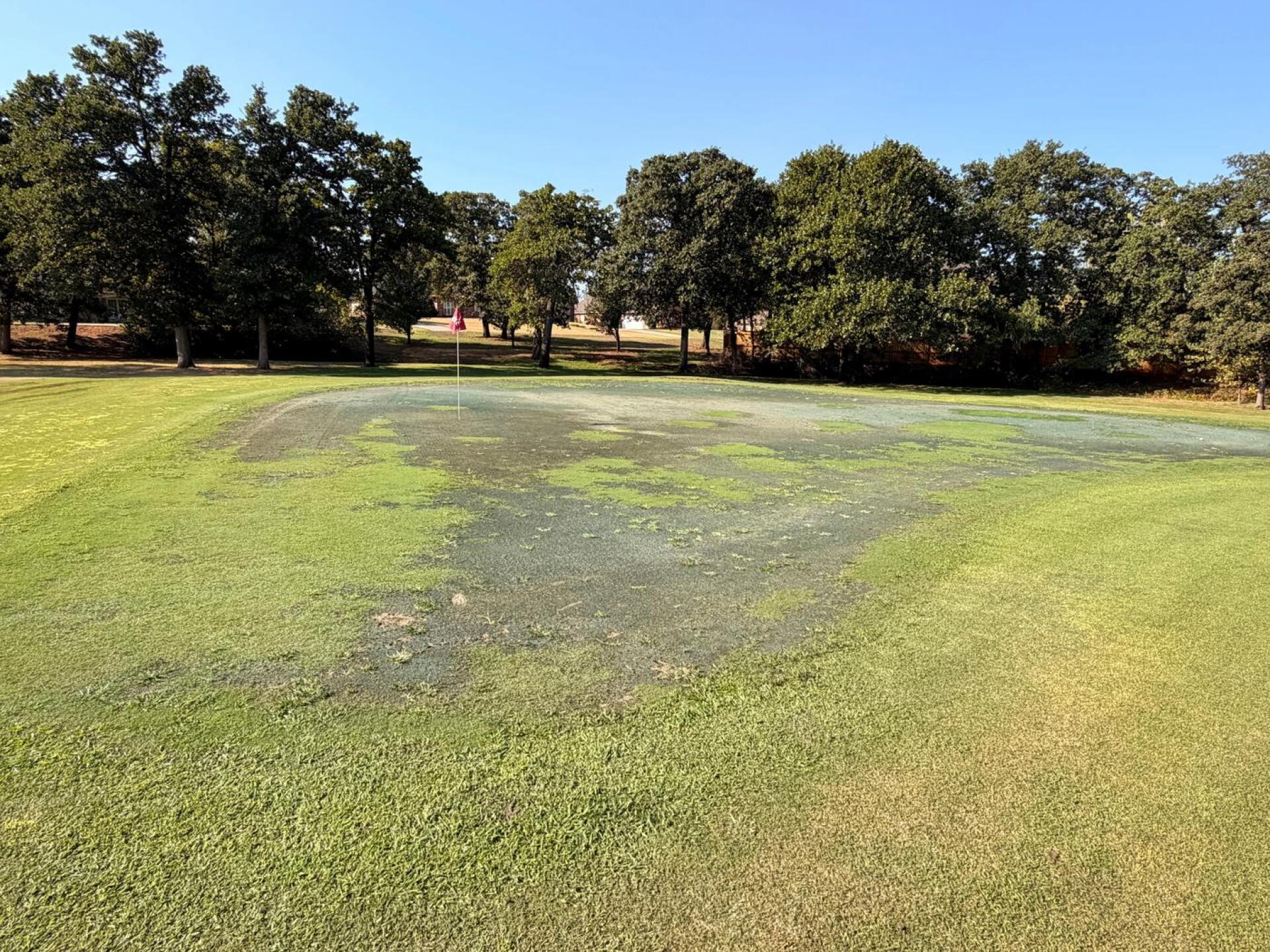All the greens were this bad or worse (Photo submitted by null on 09/18/2026)