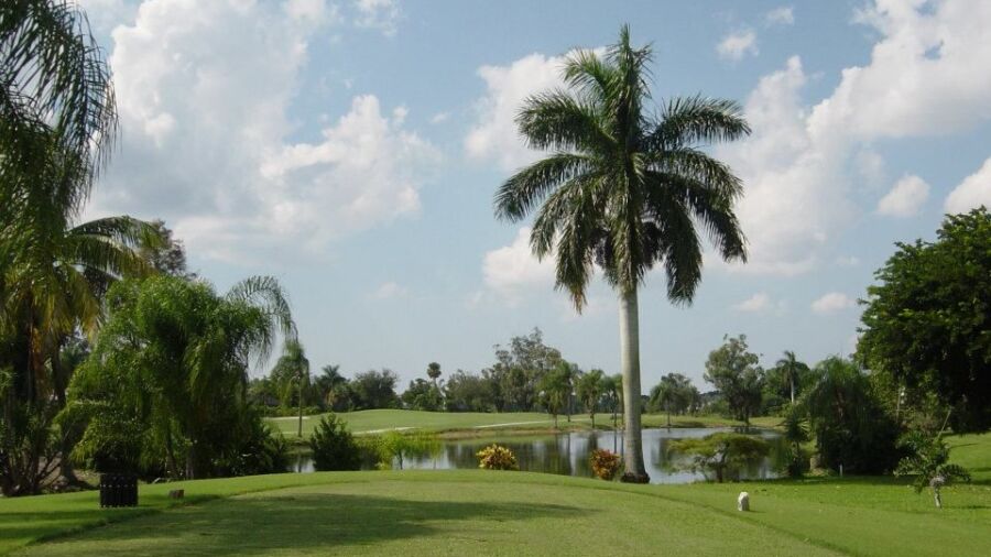 Hibiscus GC